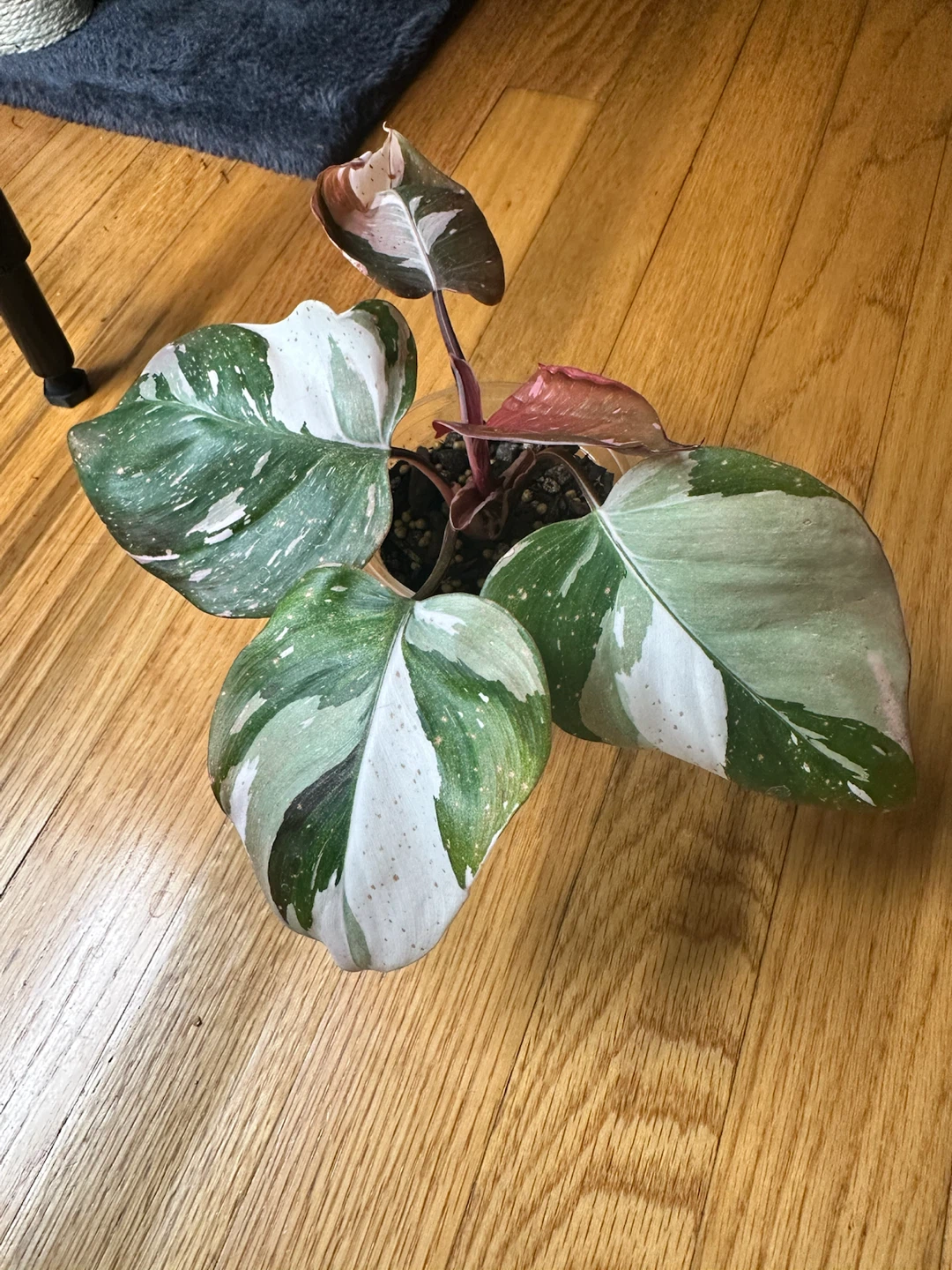Philodendron Red Anderson