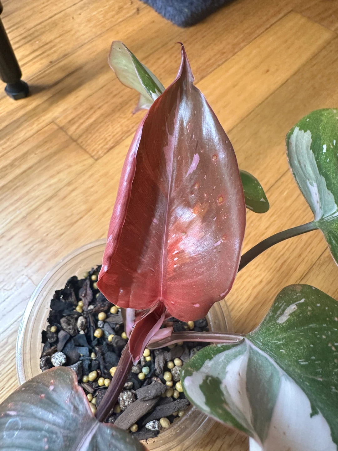 Philodendron Red Anderson - photo 2