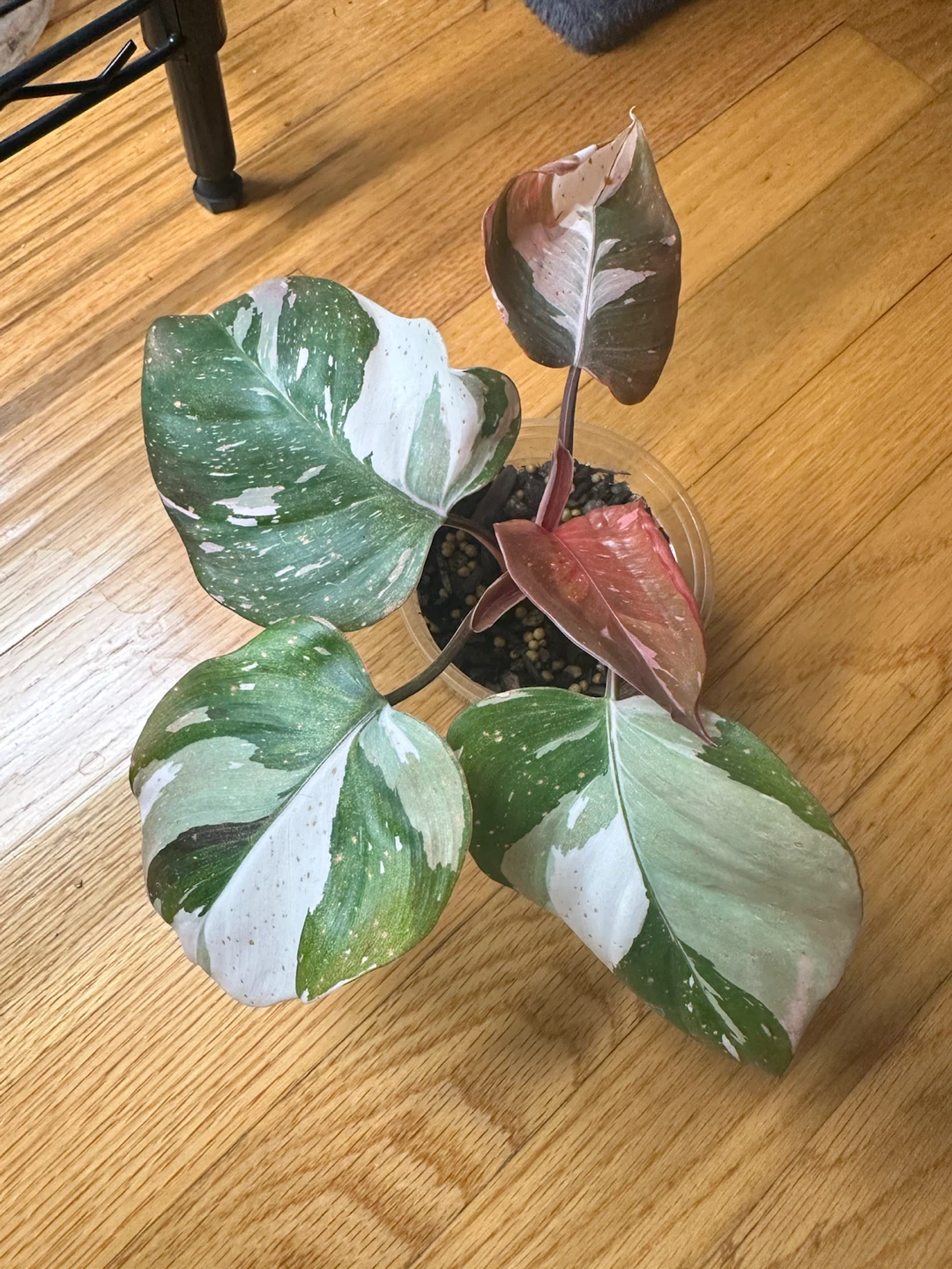 Philodendron Red Anderson - photo 3