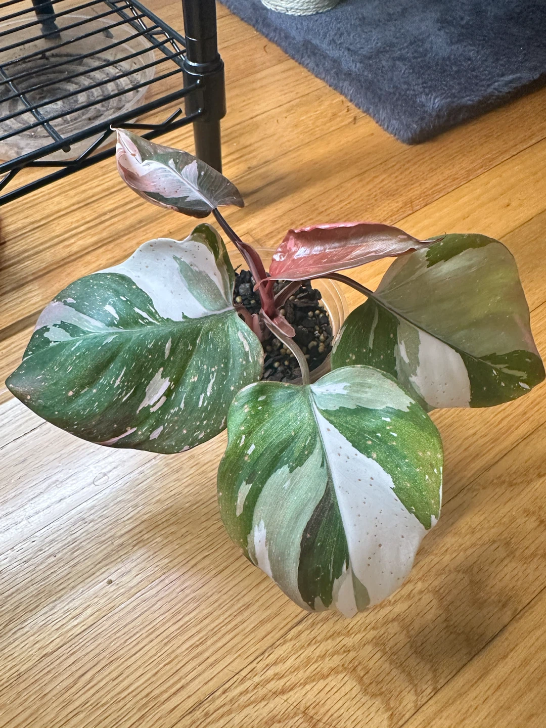 Philodendron Red Anderson - photo 4