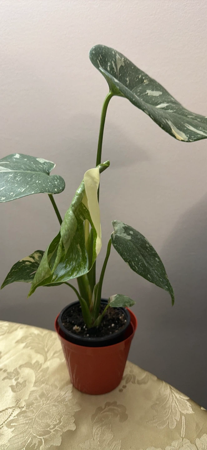 Variegated Monstera Thai Constellation