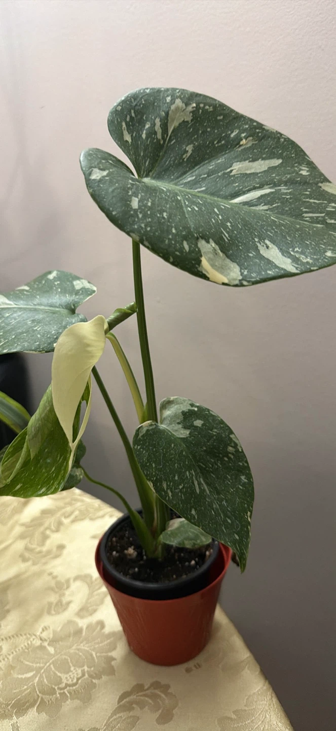 Variegated Monstera Thai Constellation - photo 2