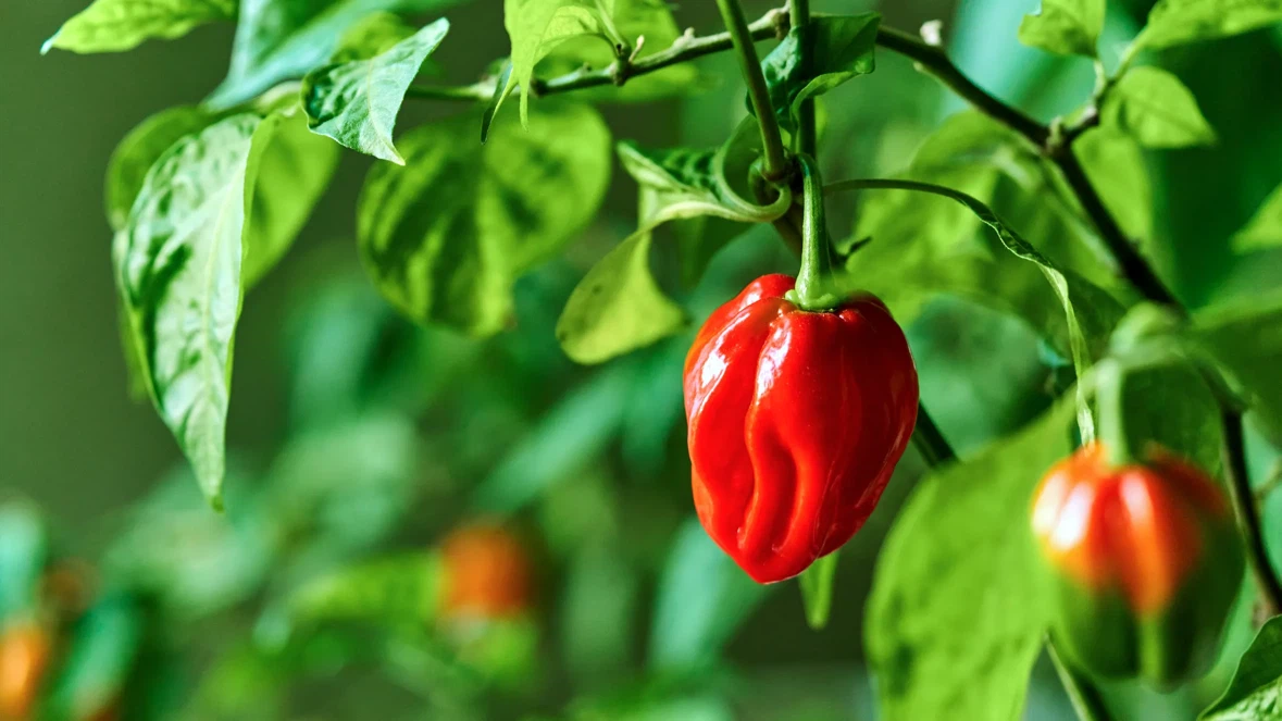 Habanero pepper plant
