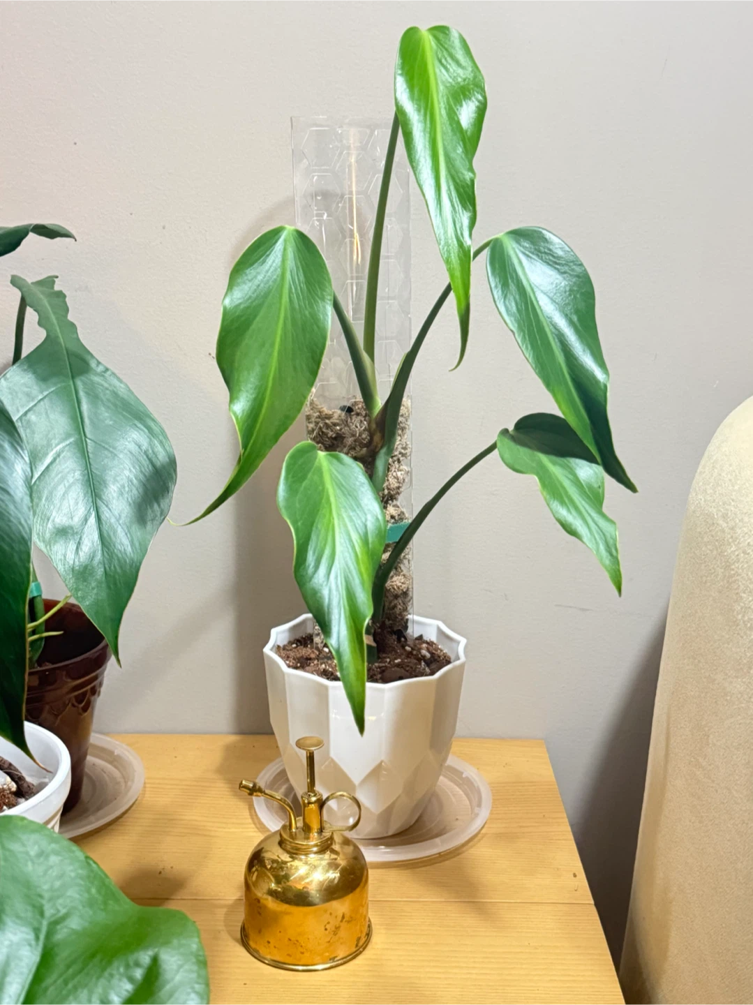 Monstera BMF whole plant