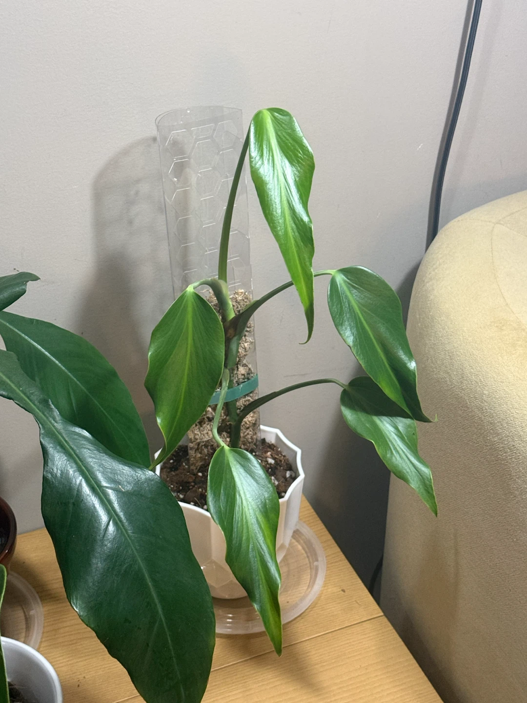 Monstera BMF whole plant - photo 2