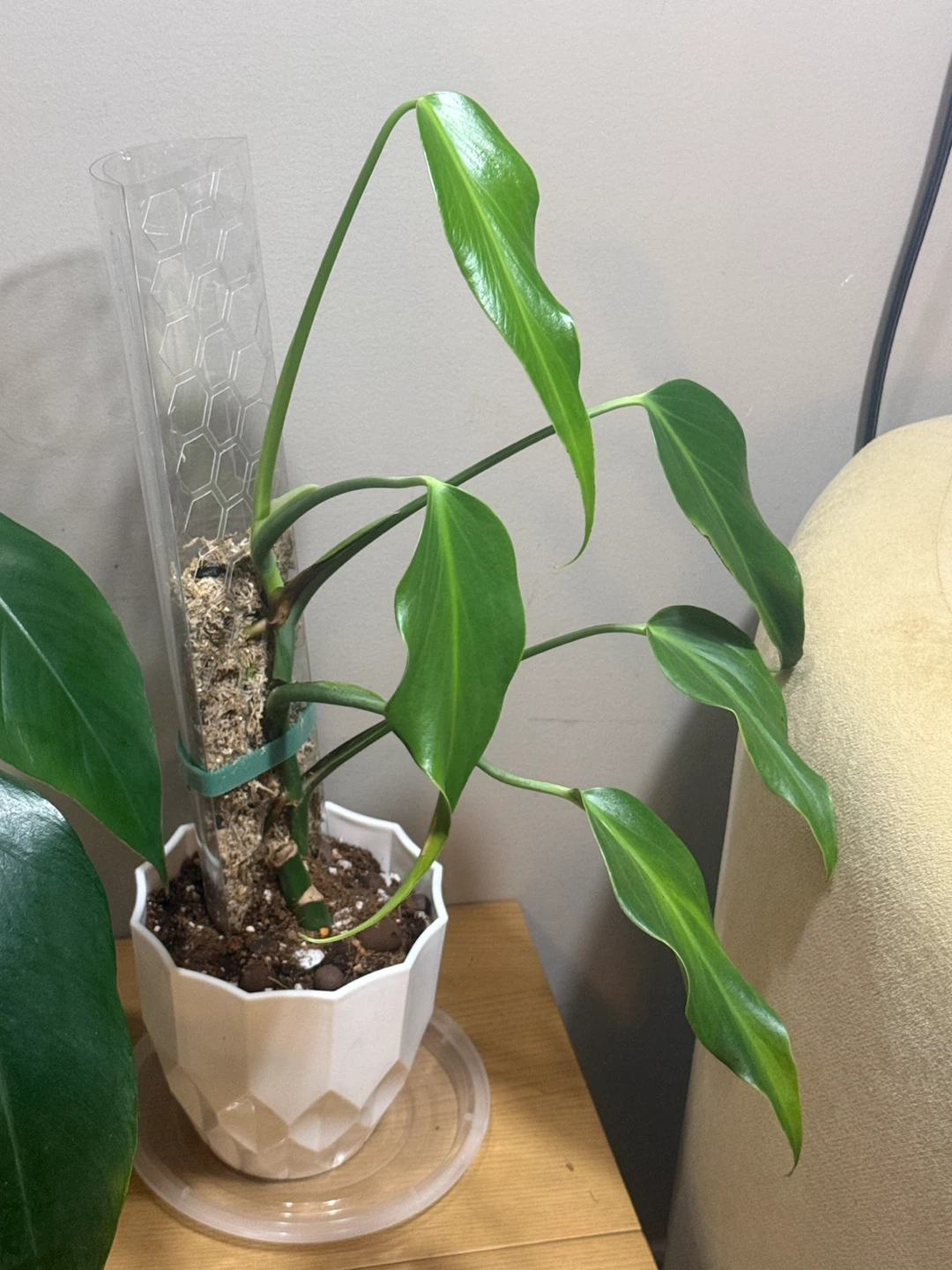 Monstera BMF whole plant - photo 3