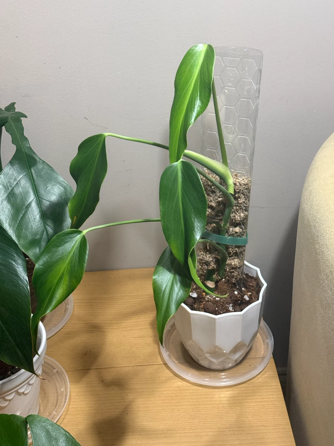 Monstera BMF whole plant - photo 4