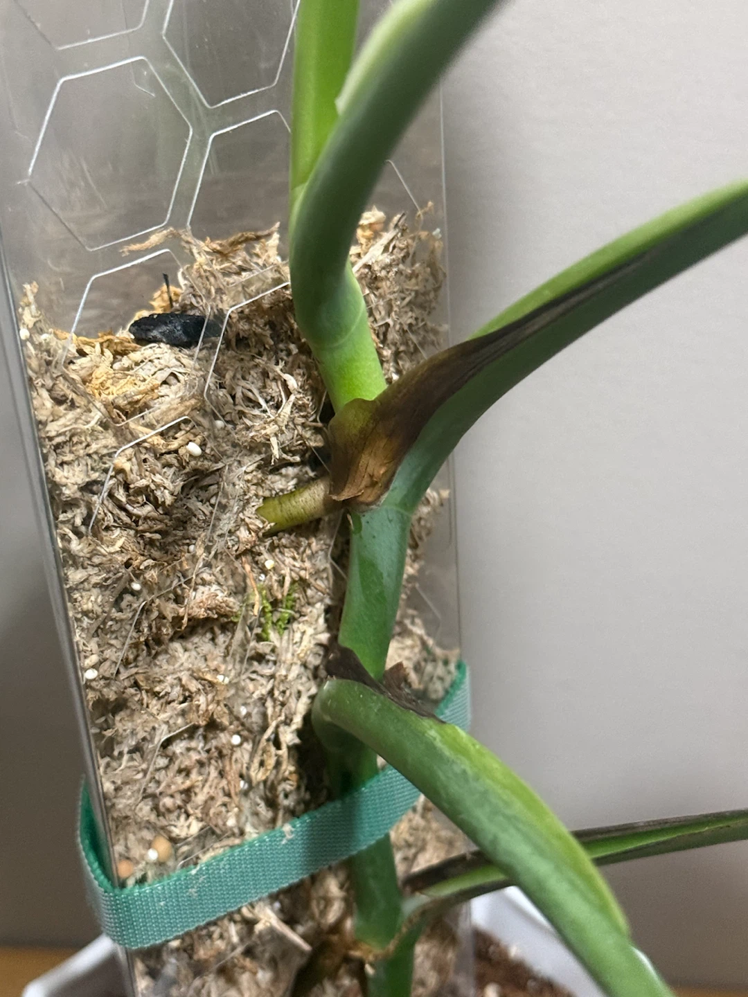 Monstera BMF whole plant - photo 5