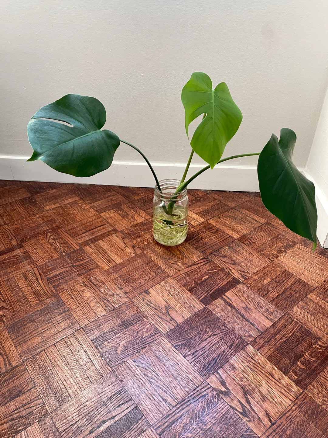 Monstera cutting with established roots