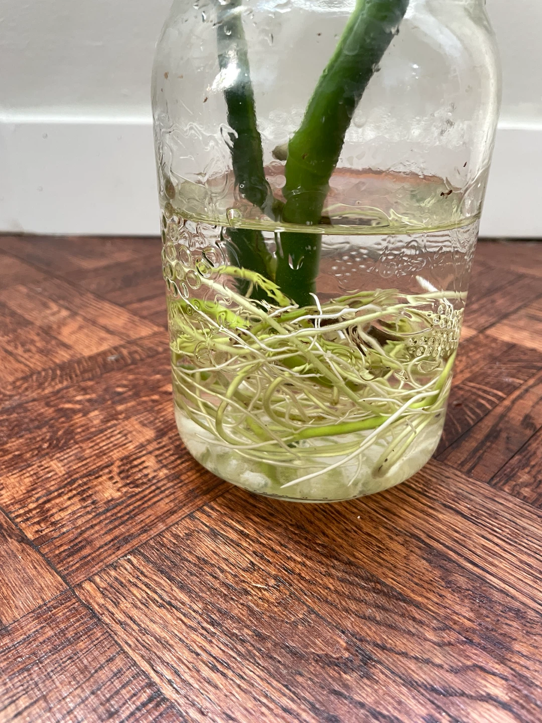 Monstera cutting with established roots - photo 2