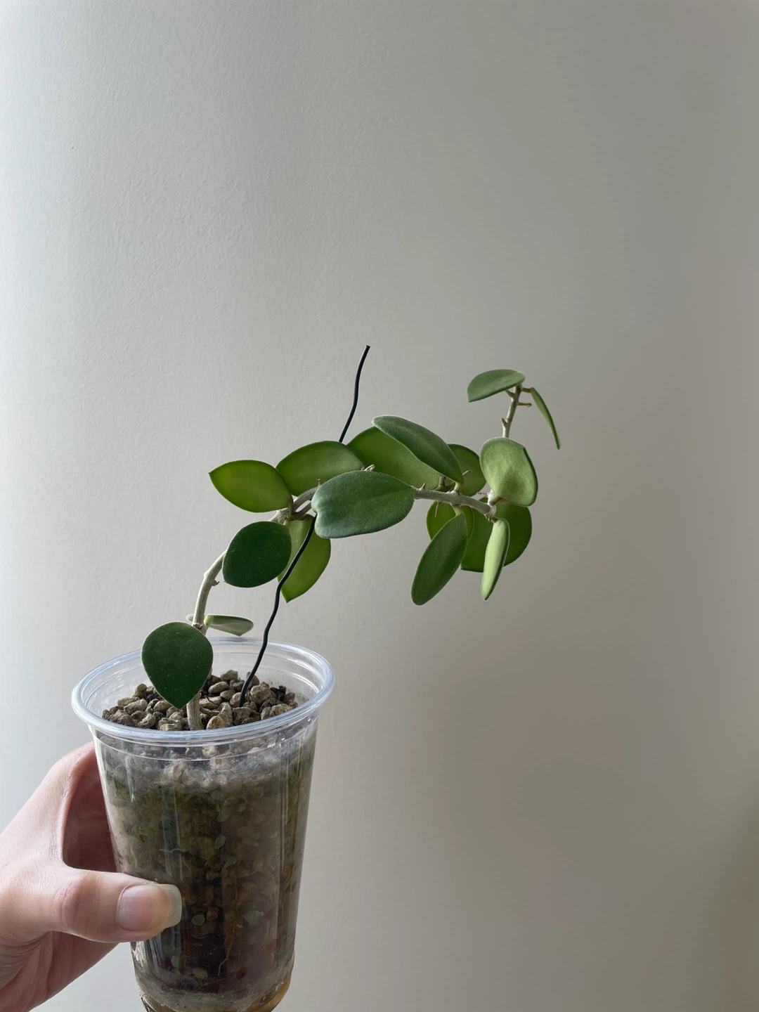 Hoya nummularioides plant in semi hydro