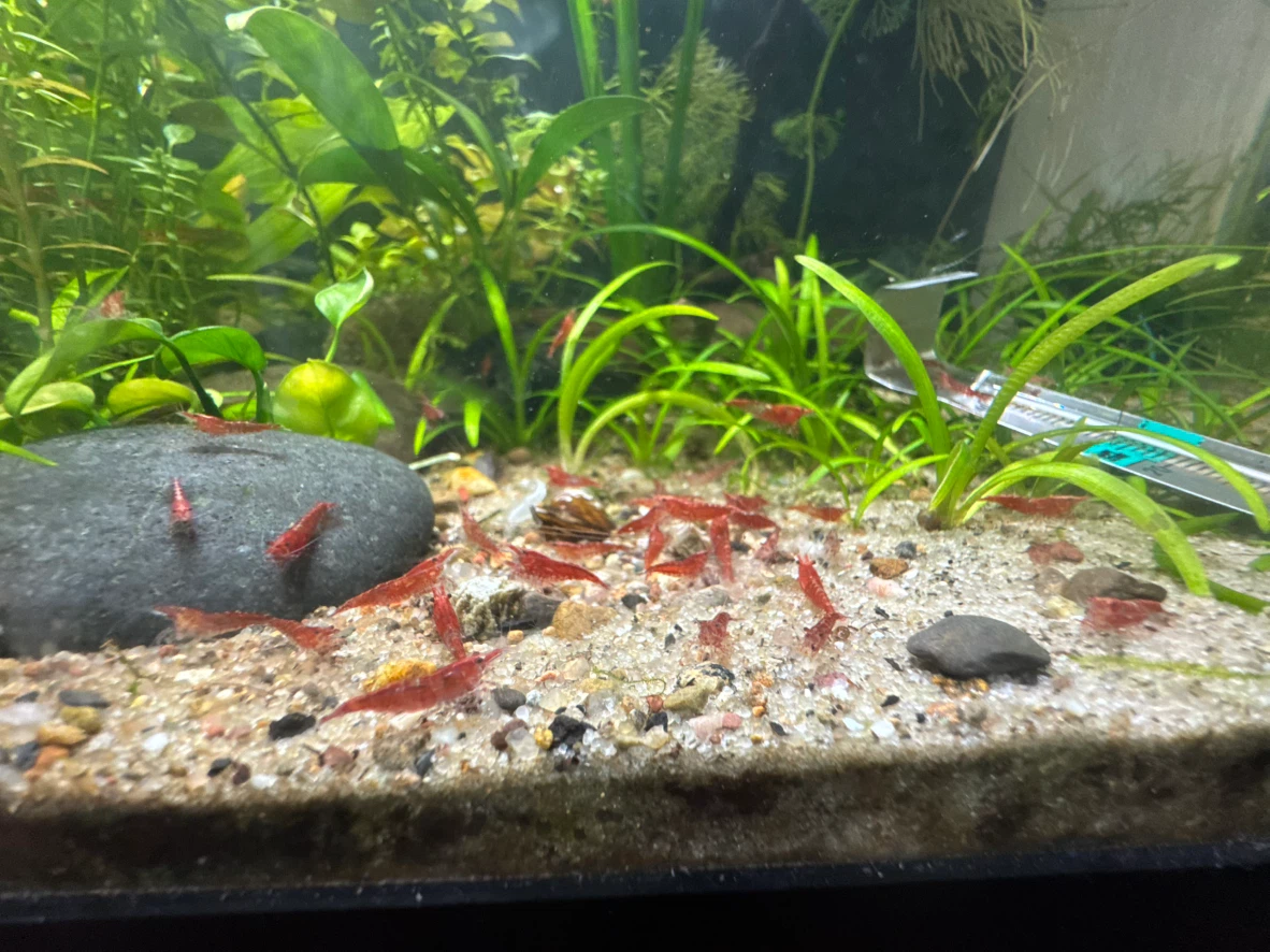 Cherry shrimp