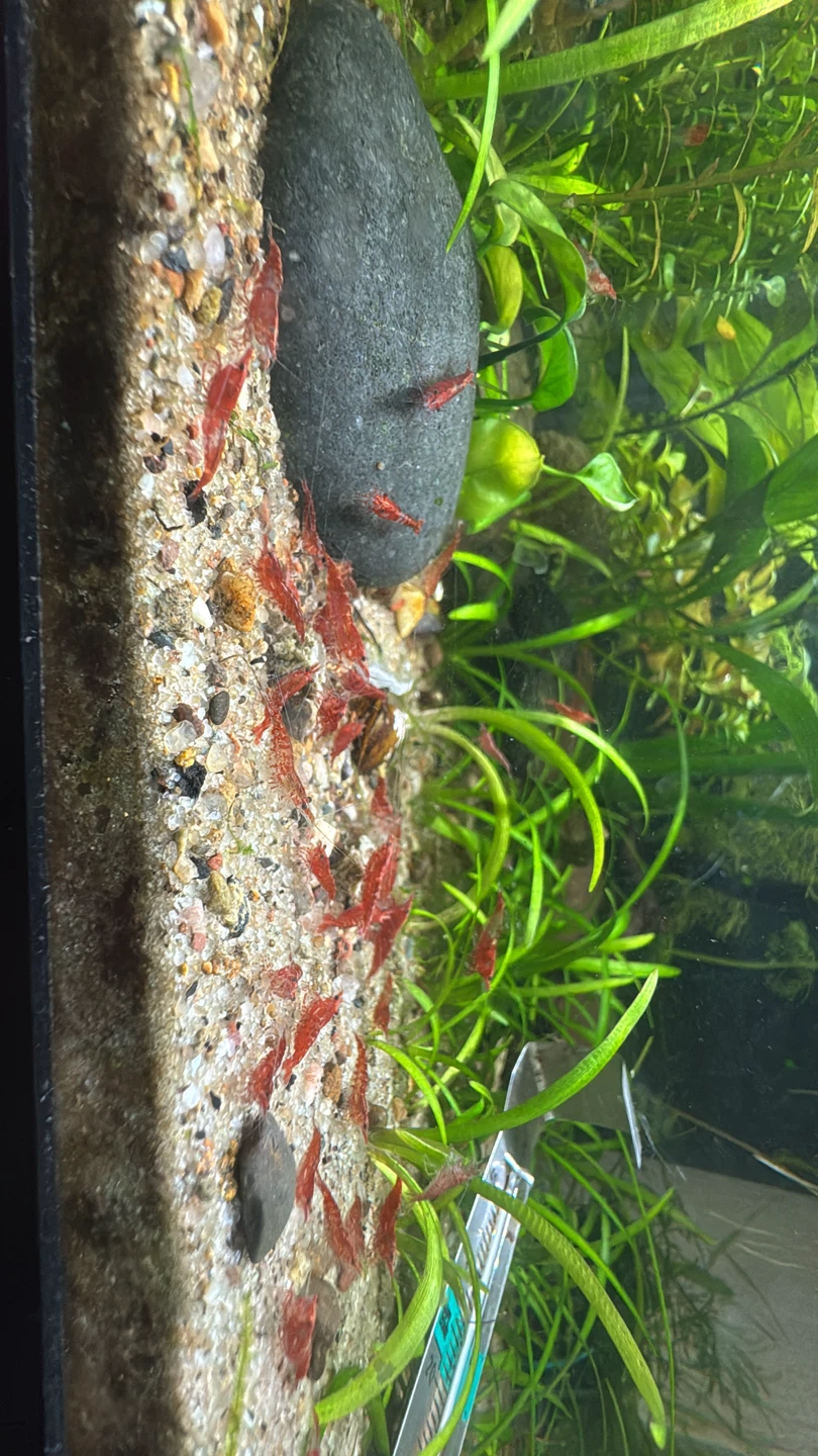 Cherry shrimp - photo 2