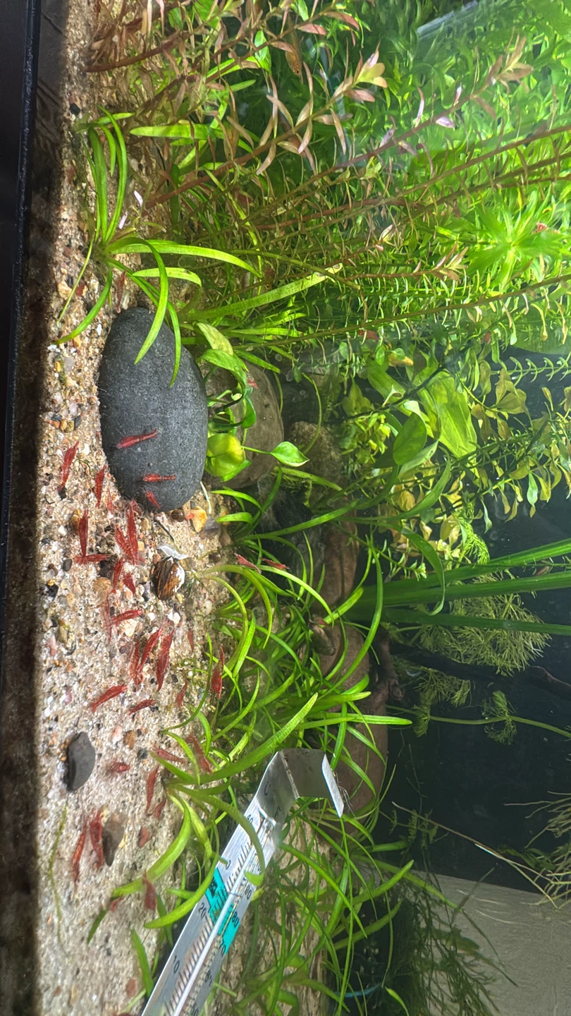 Cherry shrimp - photo 3