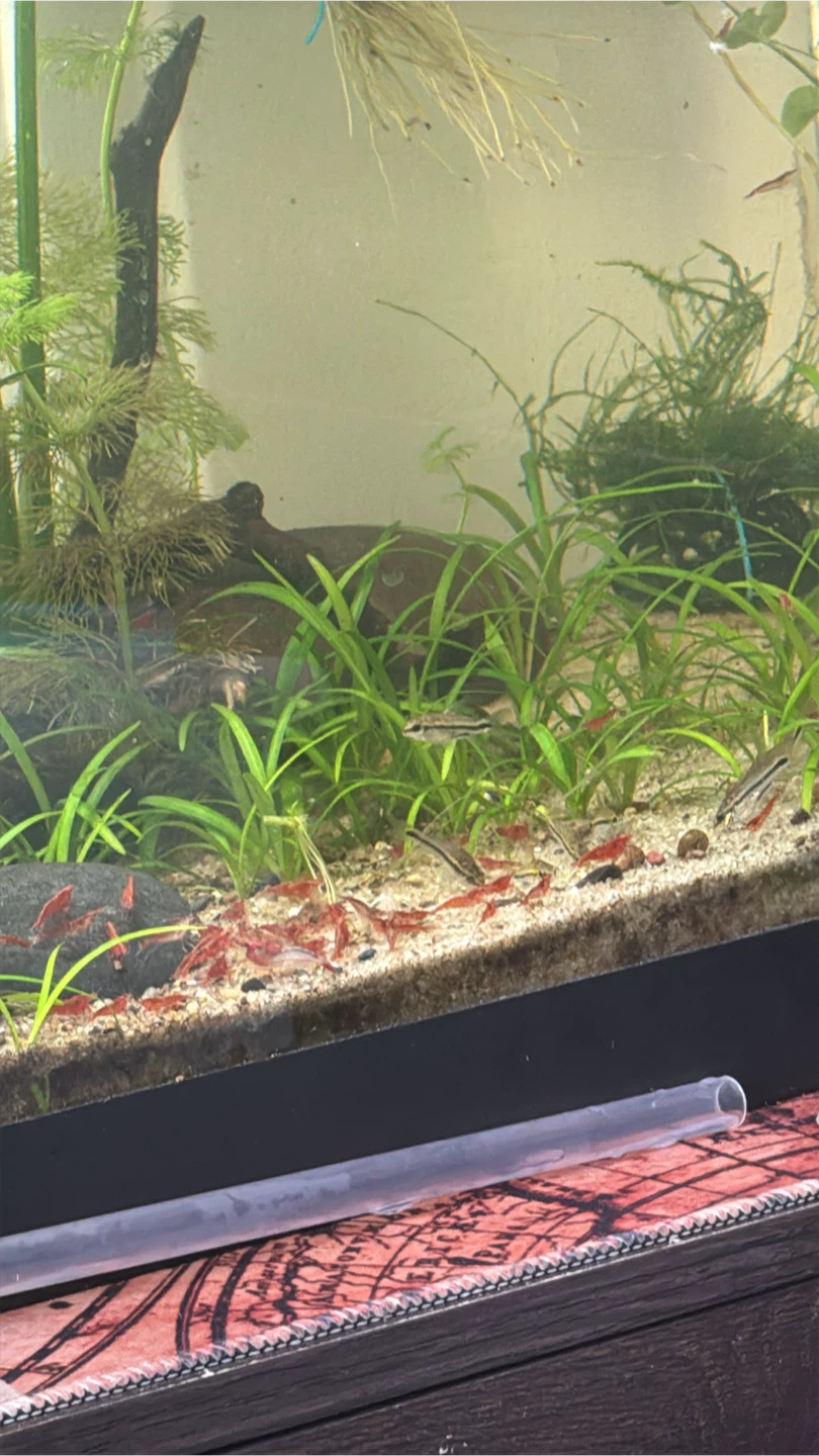 Cherry shrimp - photo 4