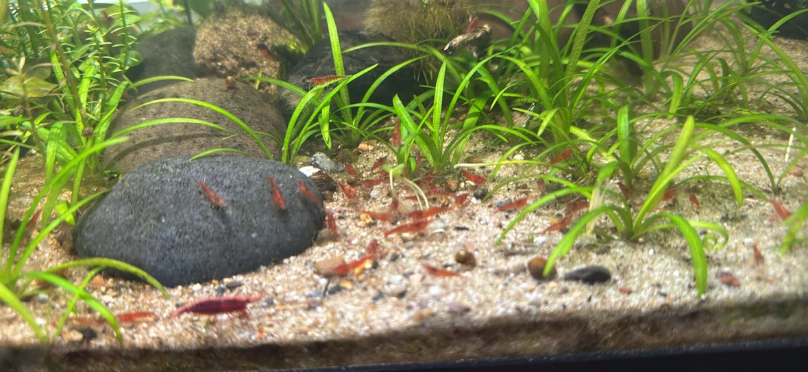 Cherry shrimp - photo 5