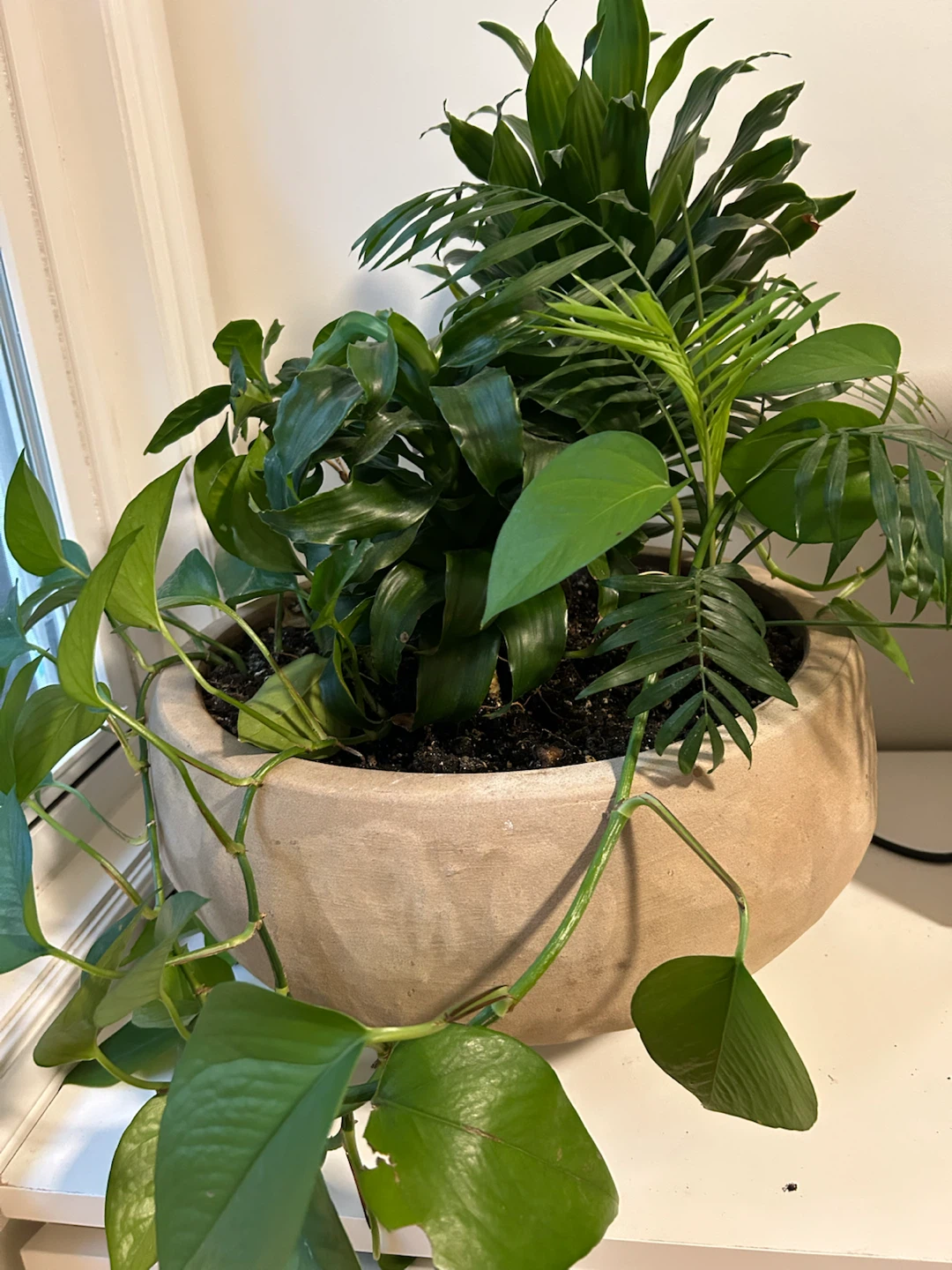 Large Indoor Mixed Plant in Concrete Planter