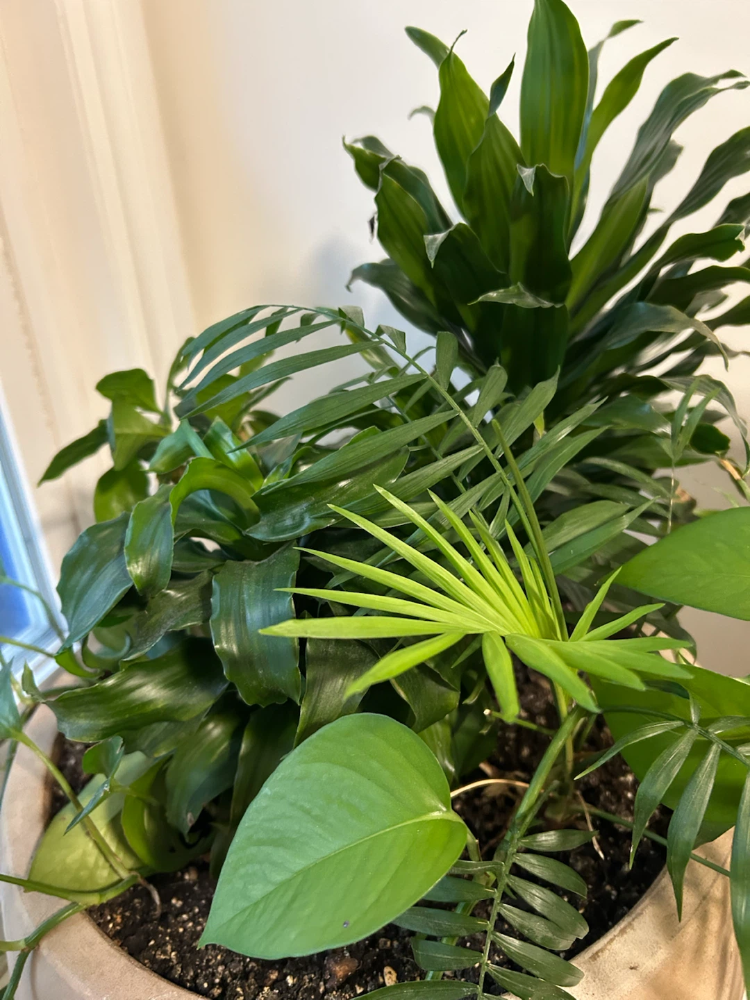 Large Indoor Mixed Plant in Concrete Planter - photo 2