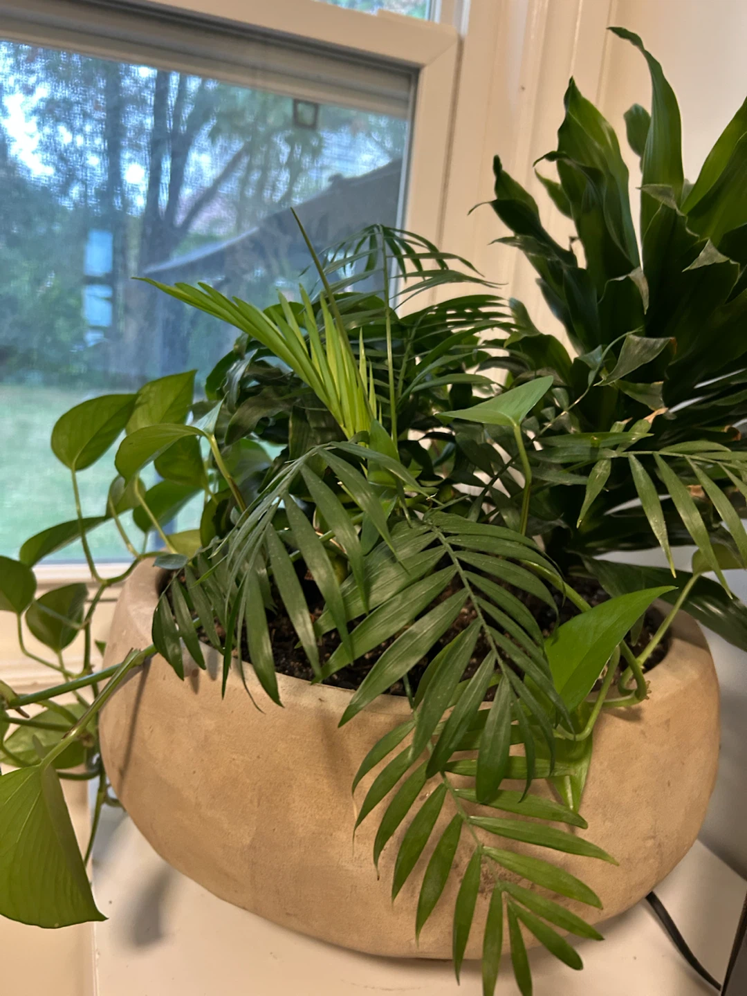 Large Indoor Mixed Plant in Concrete Planter - photo 3