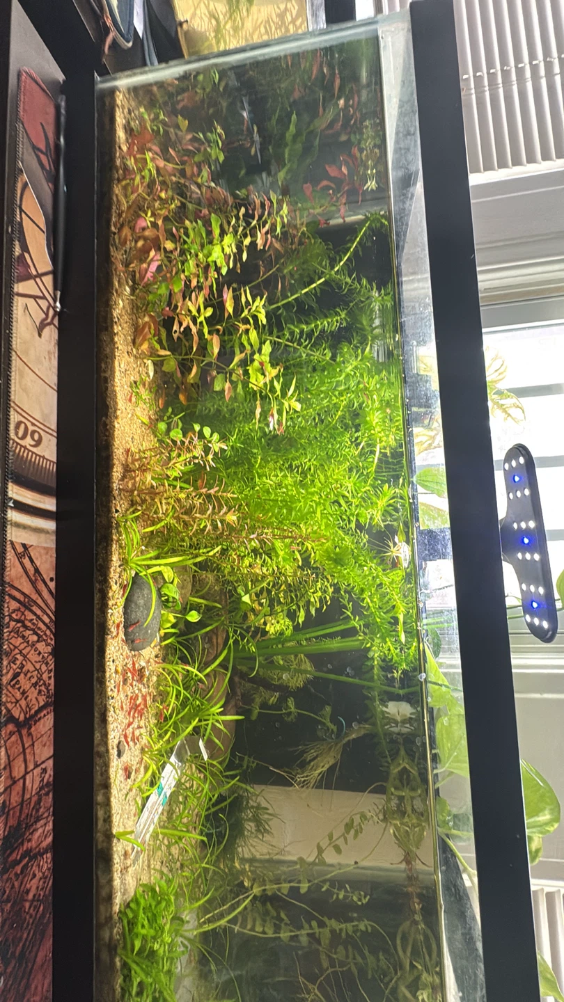 Plants for sale (cheap)