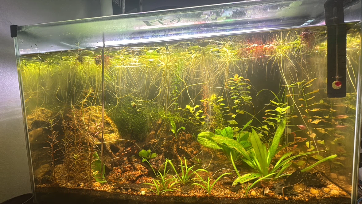 Plants for sale (cheap) - photo 3