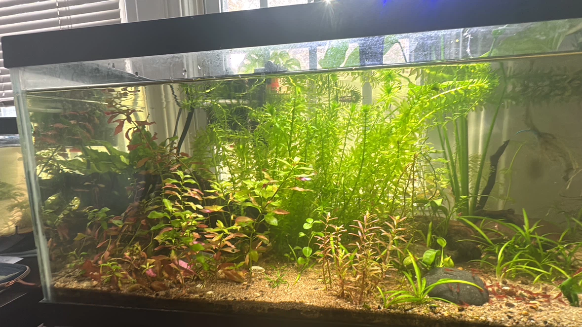 Plants for sale (cheap) - photo 4