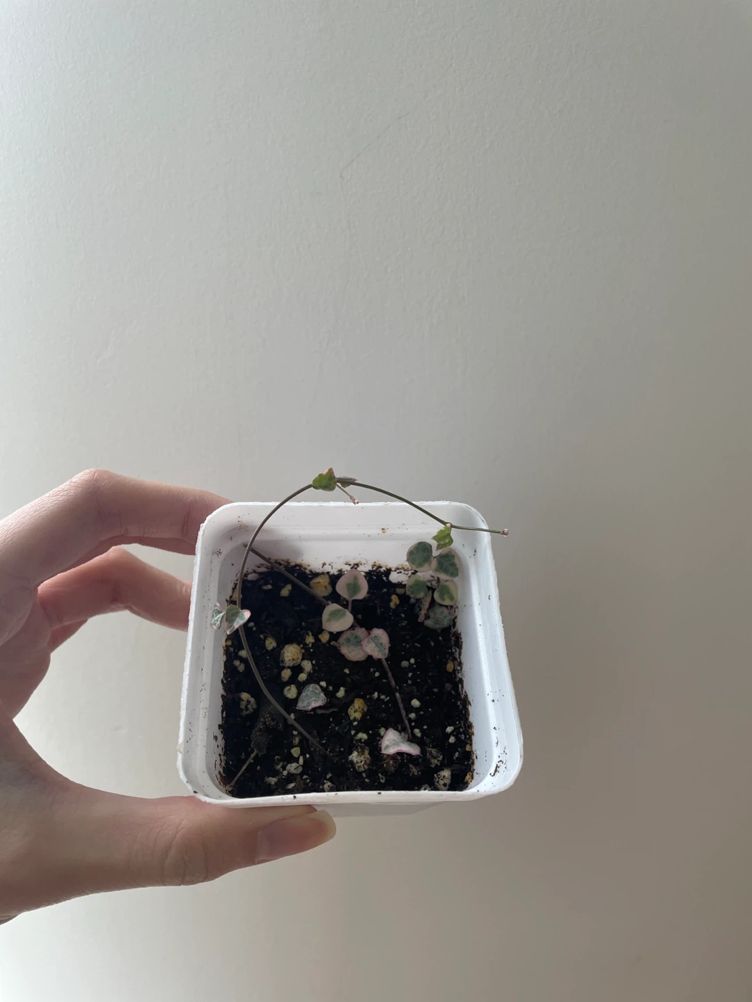 Variegated string of hearts small