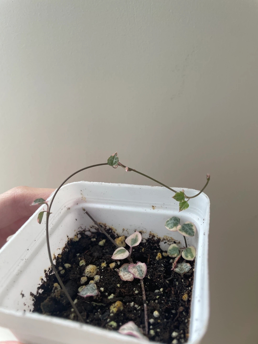 Variegated string of hearts small - photo 2