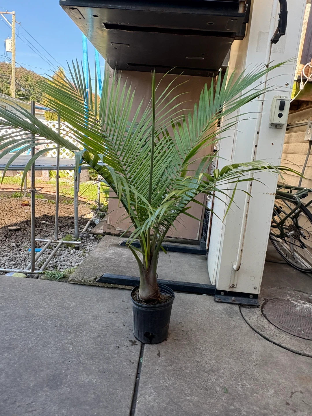 Healthy Potted Majesty Palm