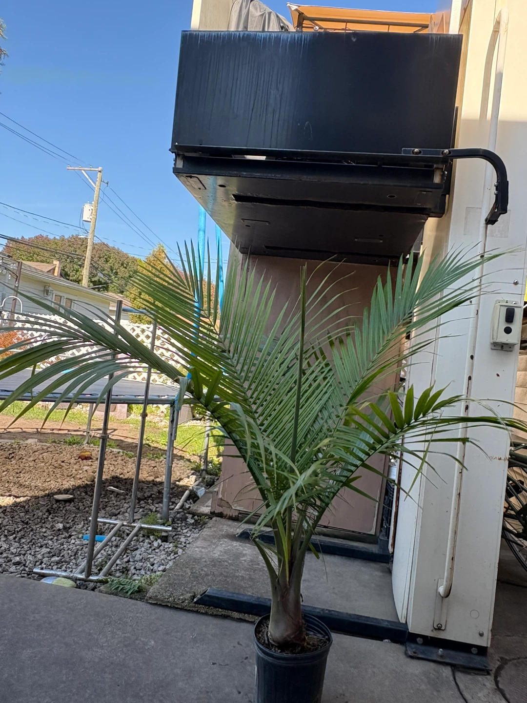 Healthy Potted Majesty Palm - photo 2
