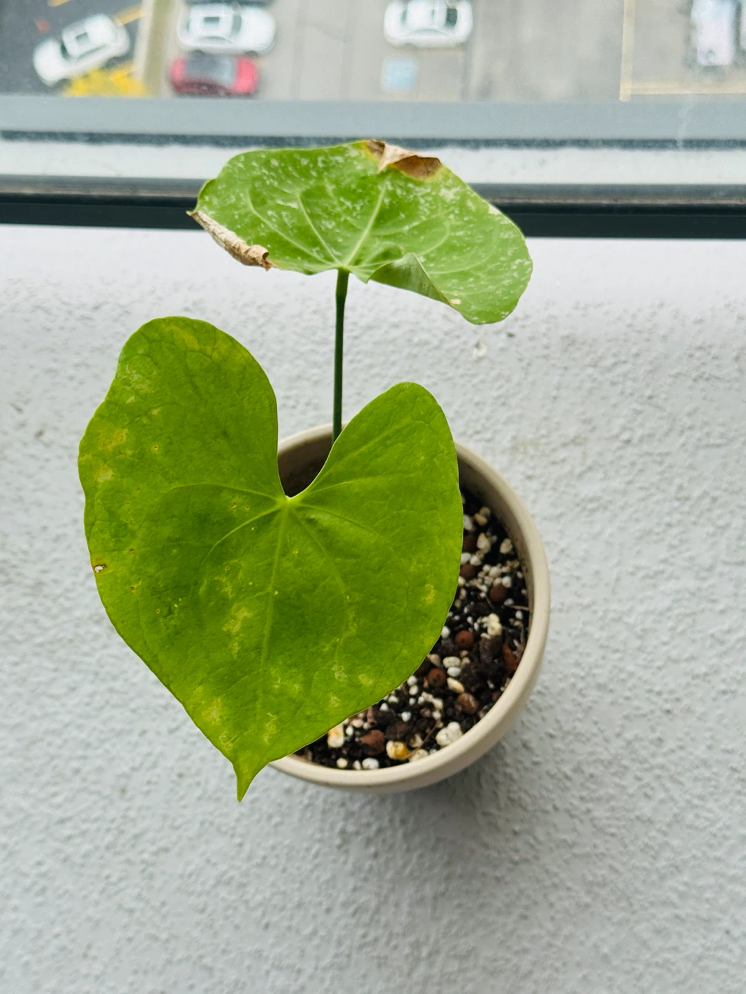 Anthurium Pterodactyl plant in ceramic pot
