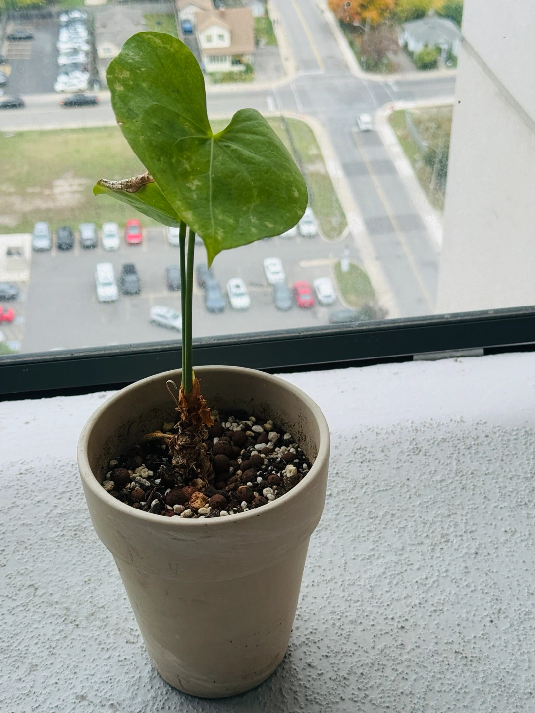 Anthurium Pterodactyl plant in ceramic pot - photo 2