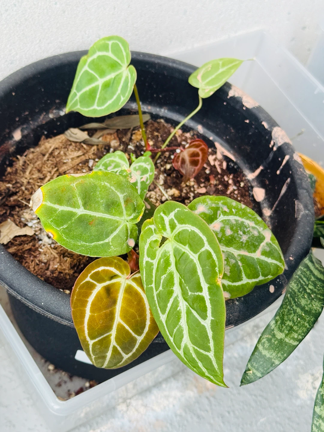 Anthurium Plants for sale (pot not included)