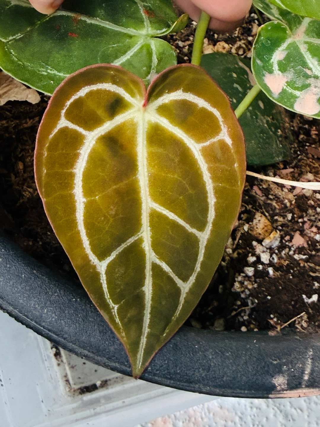 Anthurium Plants for sale (pot not included) - photo 2