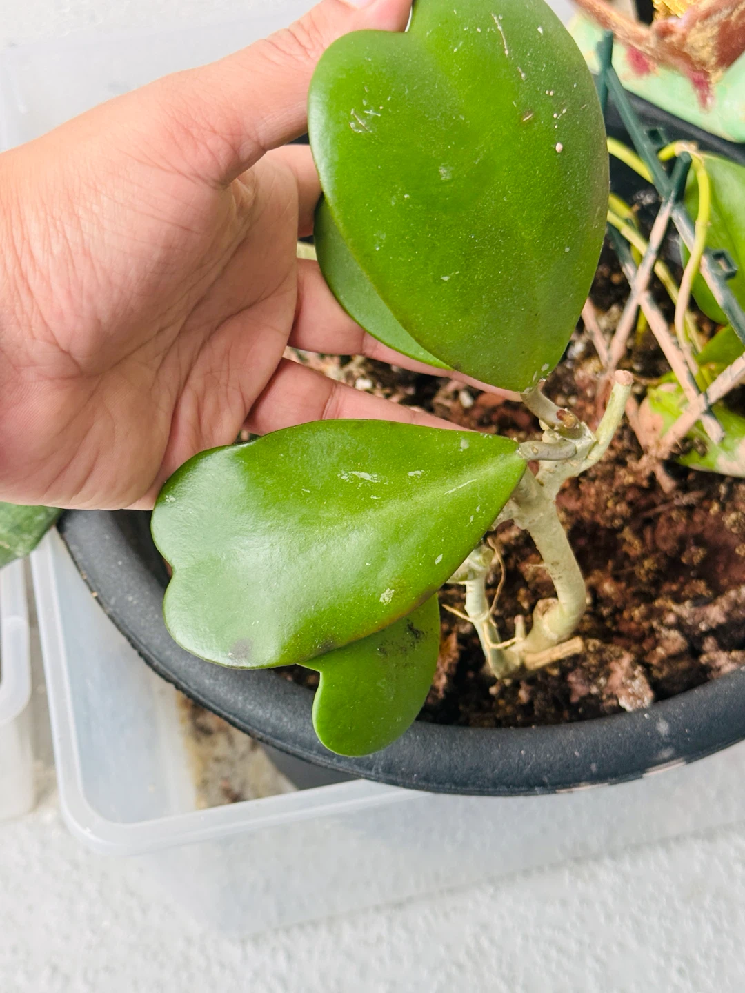Hoya Kerrii Plant (pot is not included)