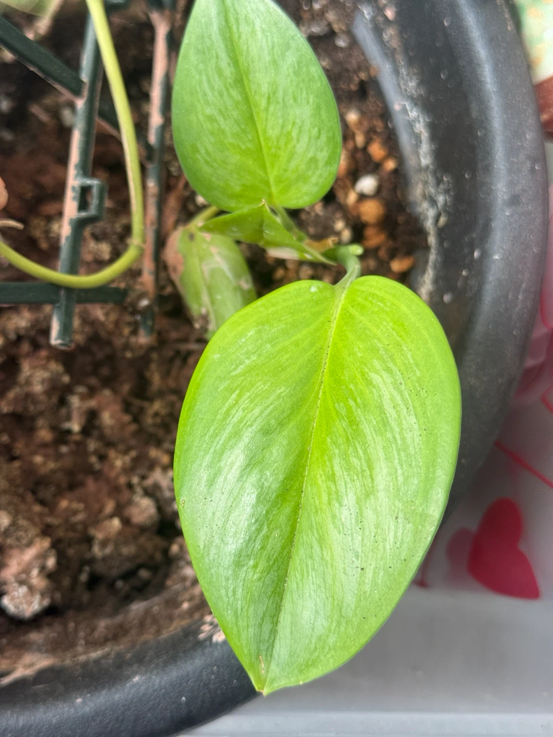 Scindapsus White Monster Mint (reverted) : Free with Purchase