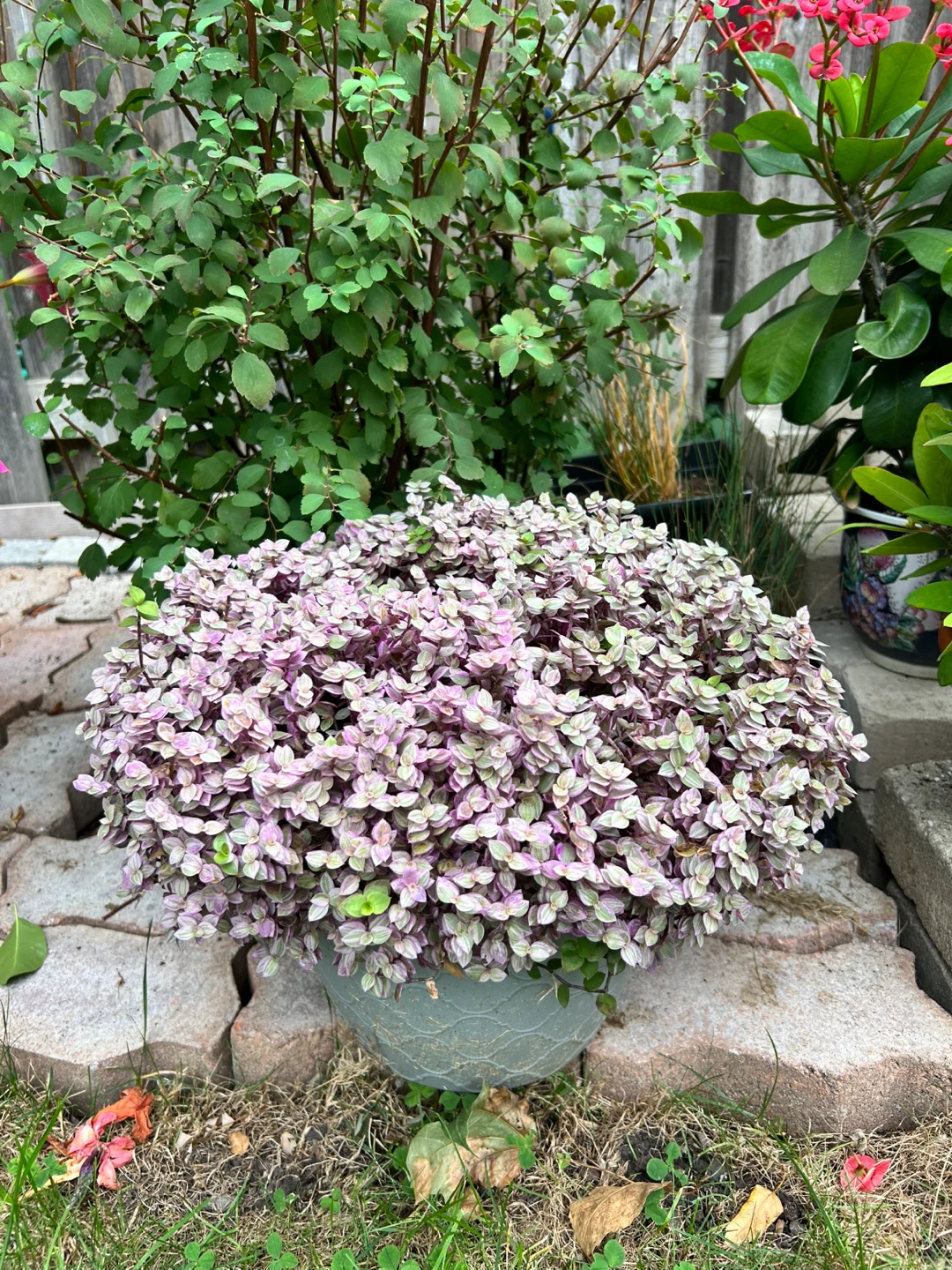 Callisia repens Pink Panther plant