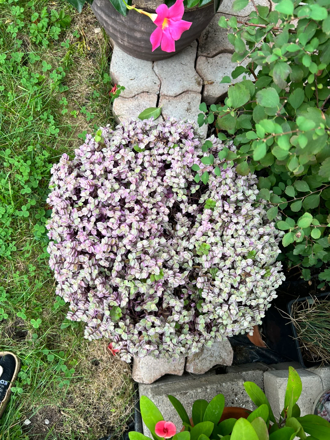 Callisia repens Pink Panther plant - photo 2
