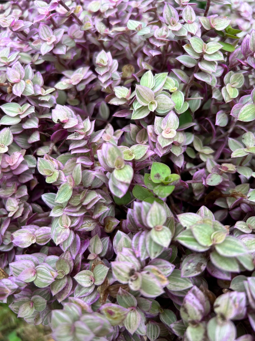 Callisia repens Pink Panther plant - photo 3