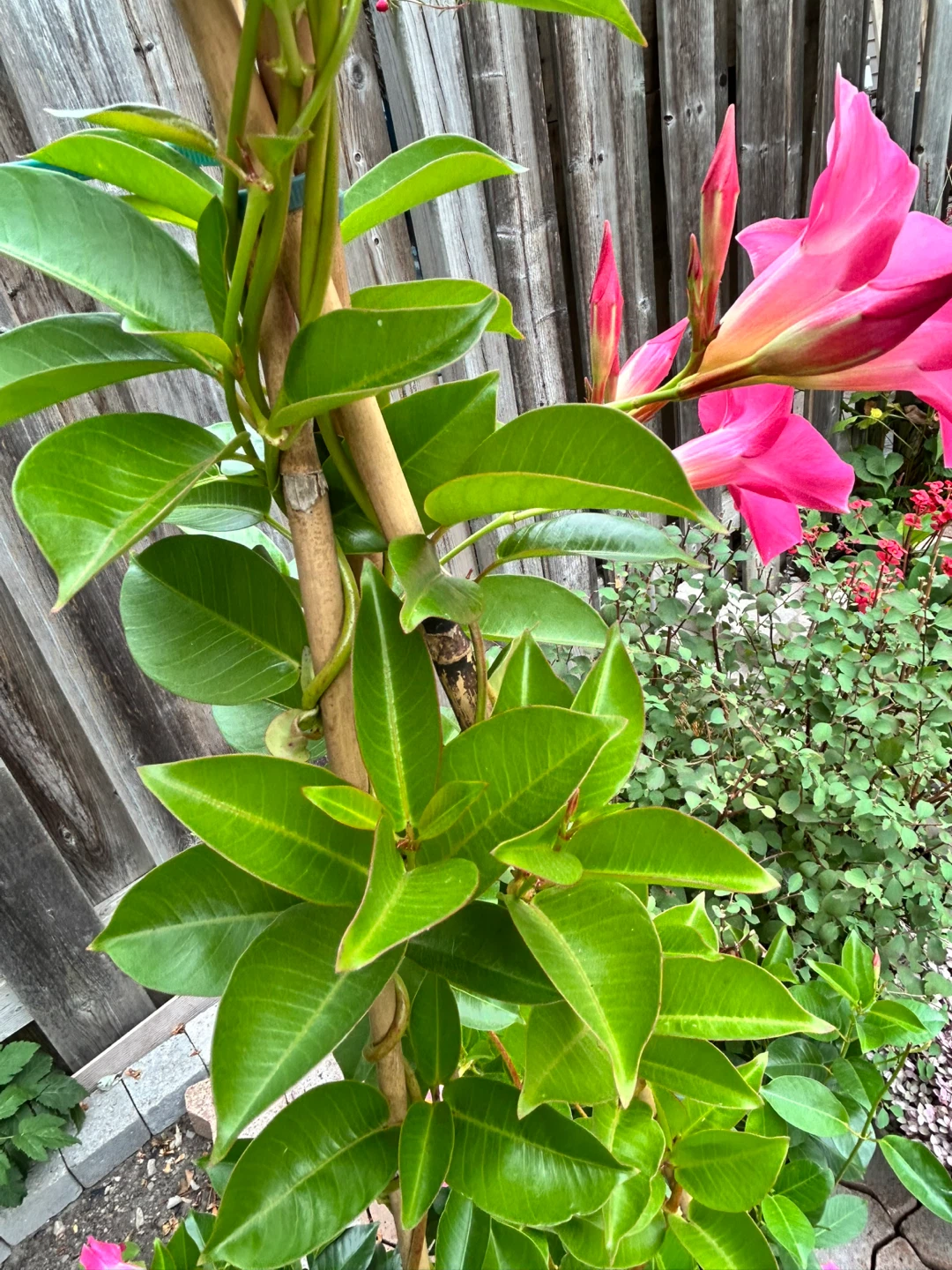 Pink Mandevilla Vine in clay Pot