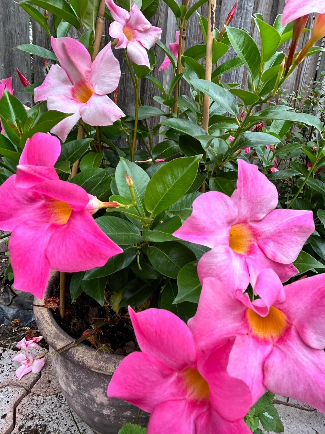 Pink Mandevilla Vine in clay Pot - photo 2