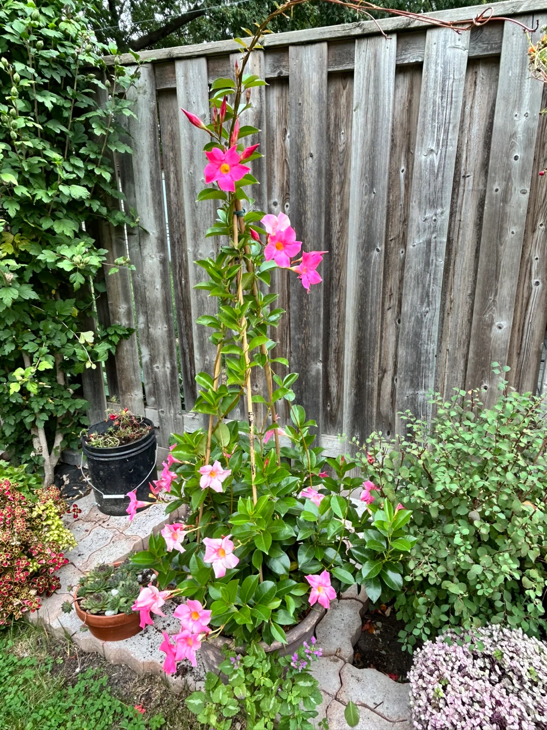 Pink Mandevilla Vine in clay Pot - photo 3