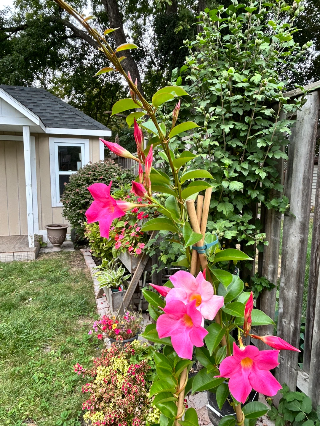 Pink Mandevilla Vine in clay Pot - photo 4