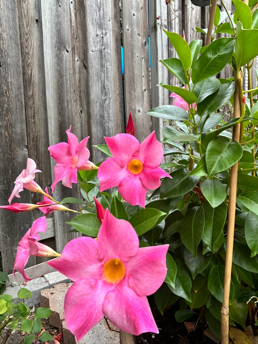 Pink Mandevilla Vine in clay Pot - photo 5