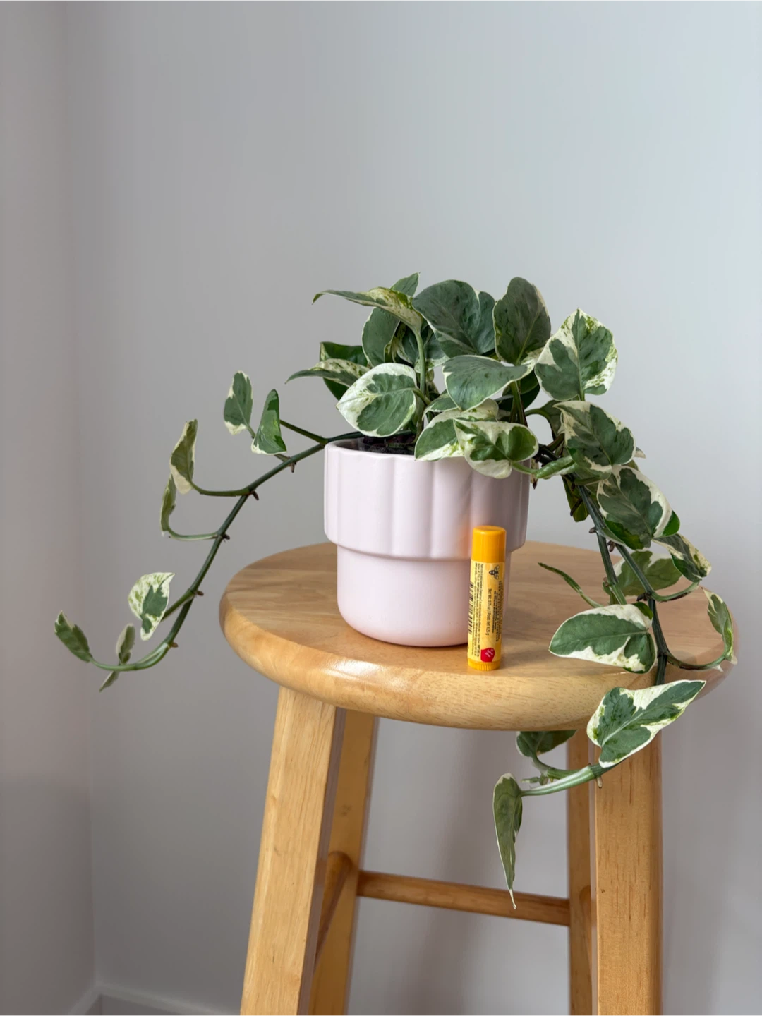 Pothos N'joy