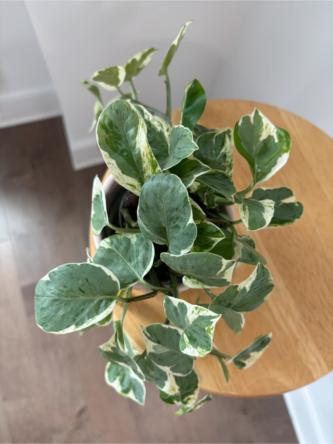Pothos N'joy - photo 2