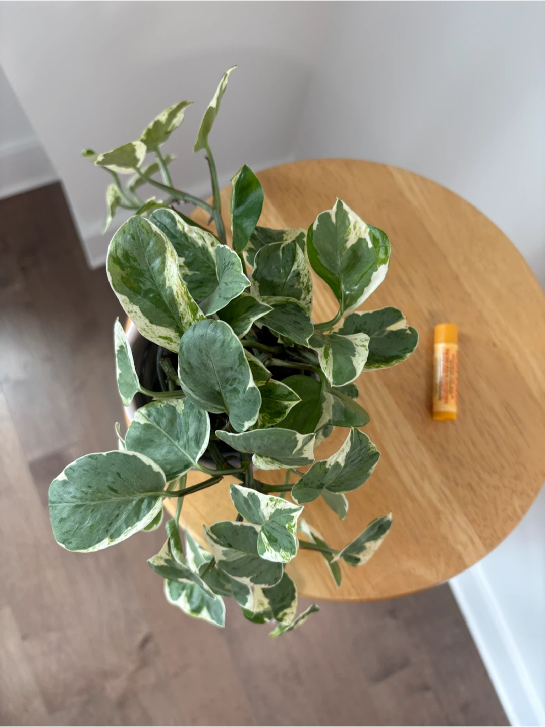Pothos N'joy - photo 3