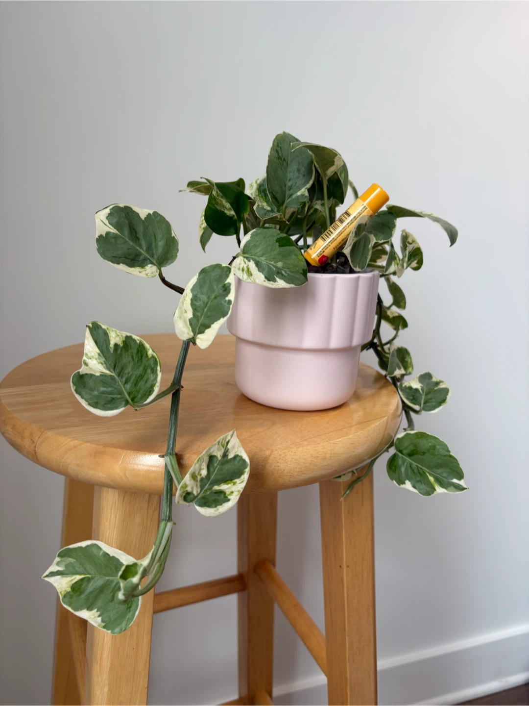 Pothos N'joy - photo 4