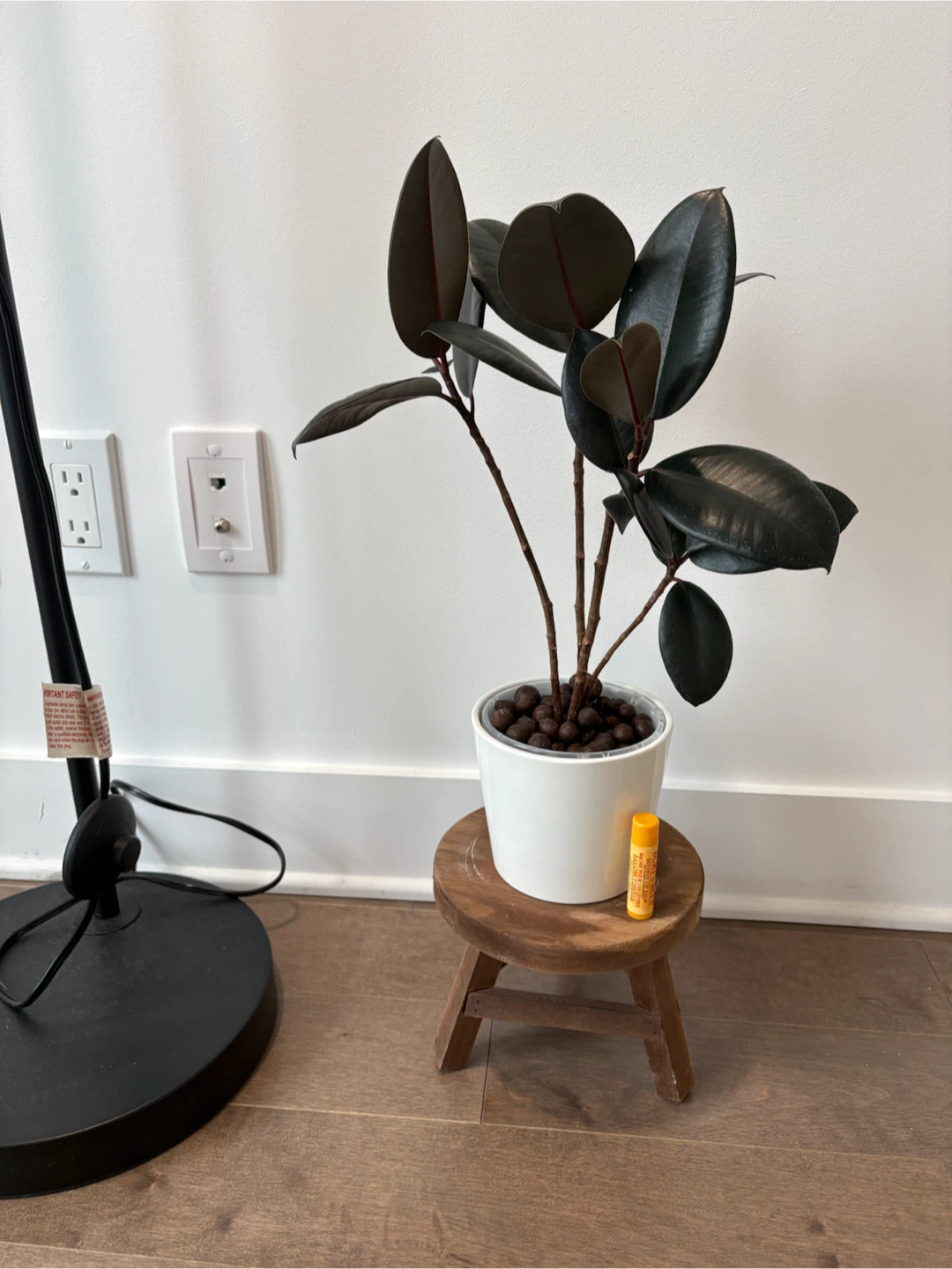 Rubber plant in white pot