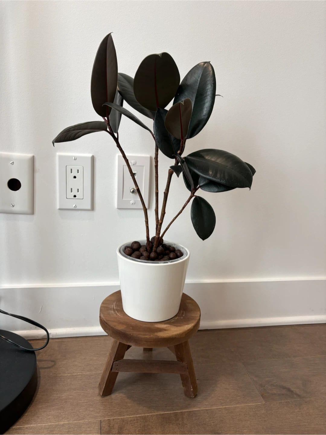Rubber plant in white pot - photo 2